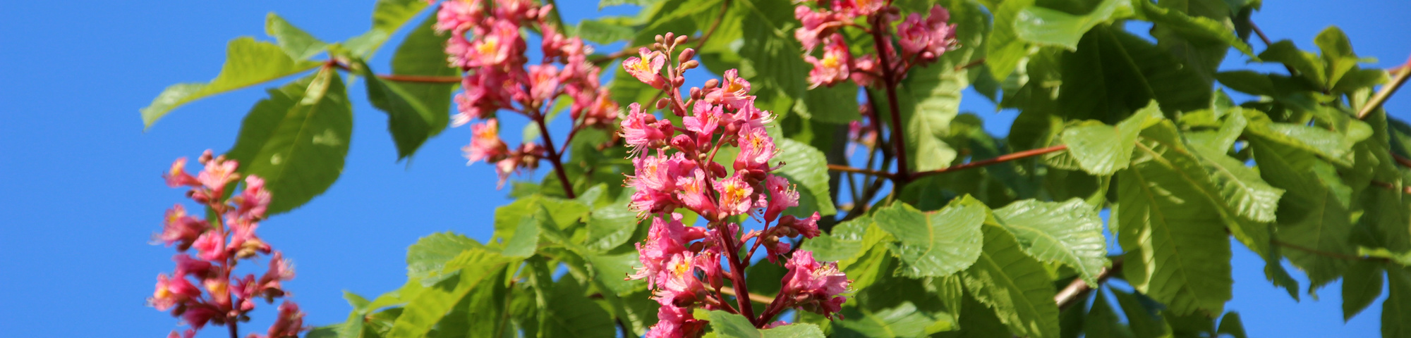 Aesculus x carnea 'Briotii'