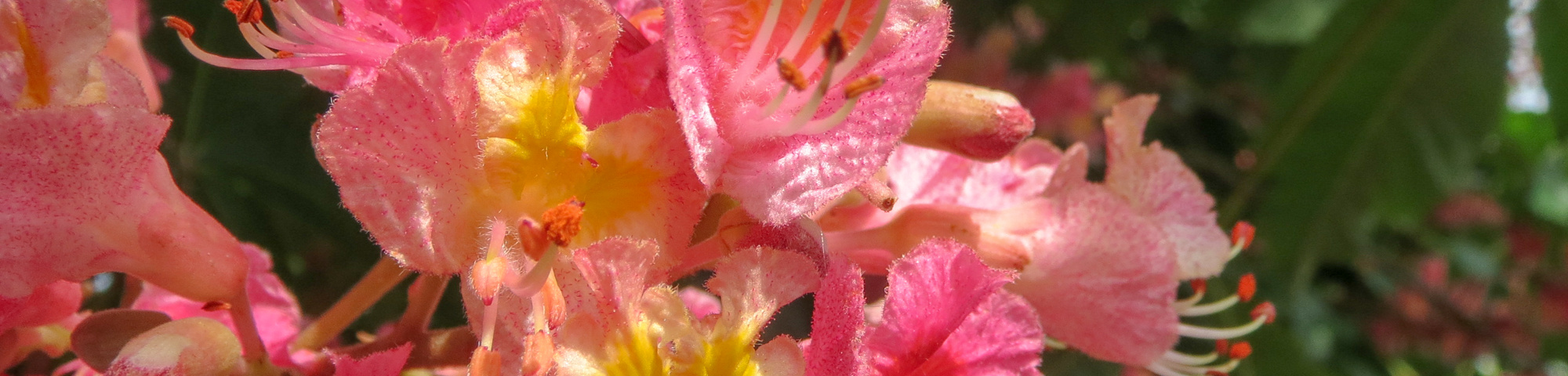 Aesculus x carnea