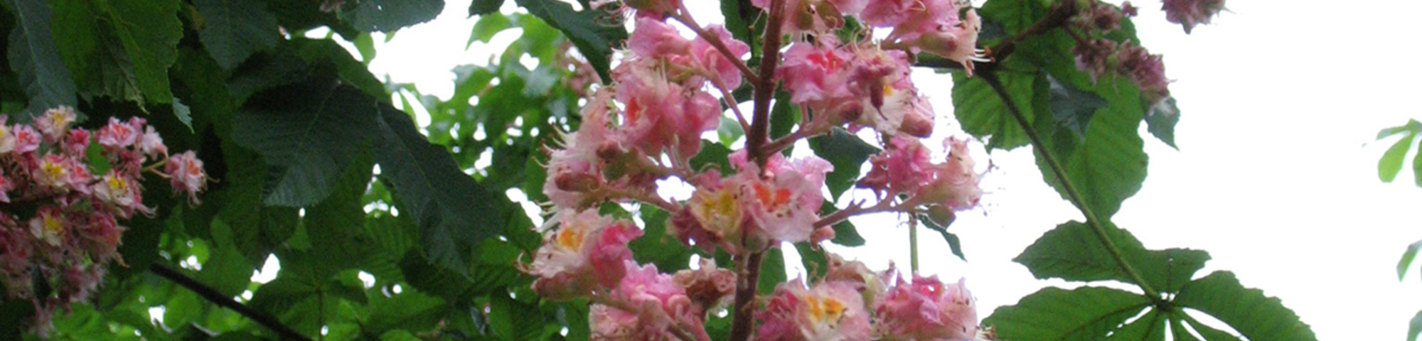 Aesculus x carnea 'Plantierensis'
