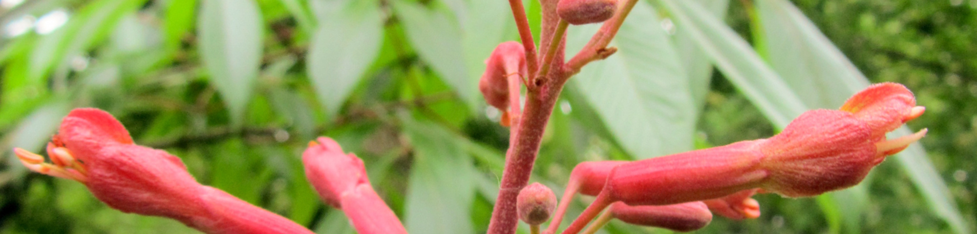 Aesculus x mutabilis 'Induta'