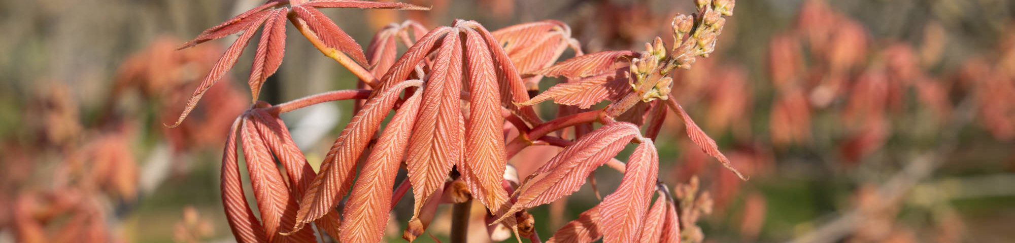 Aesculus x neglecta 'Erythroblastos'