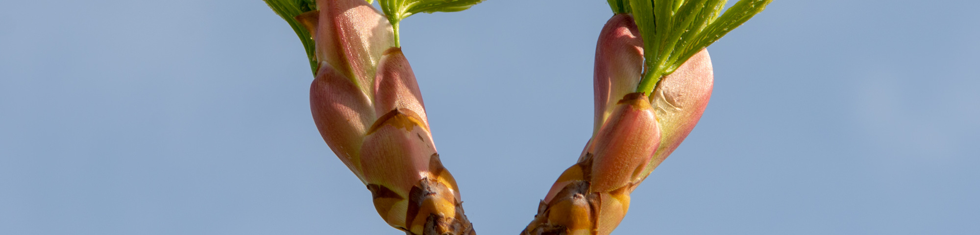 Aesculus x woerlitzensis 'Ellwangeri'