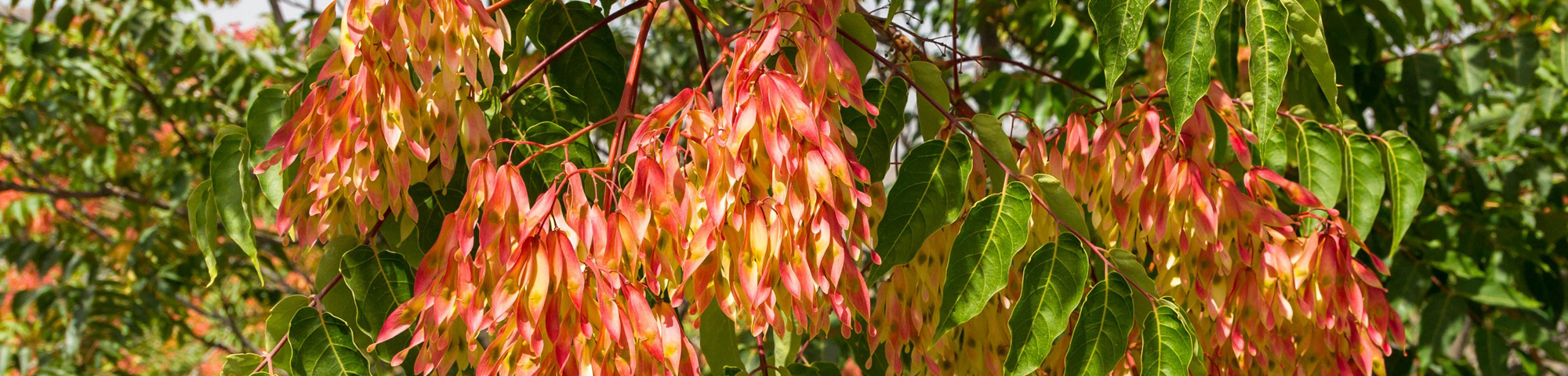 Ailanthus altissima