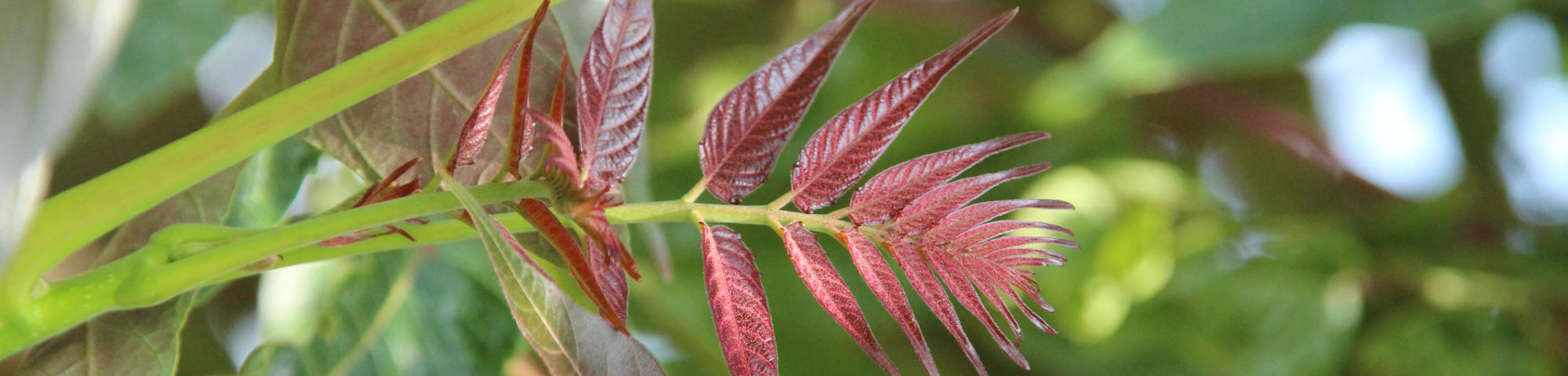 Ailanthus altissima 'Purple Dragon'