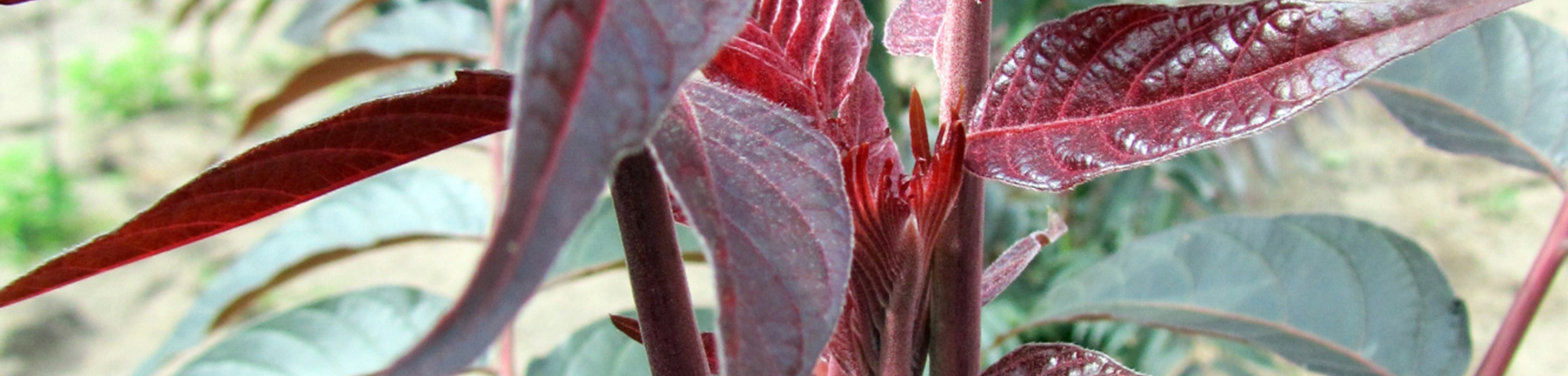 Ailanthus altissima 'Sangiovese'