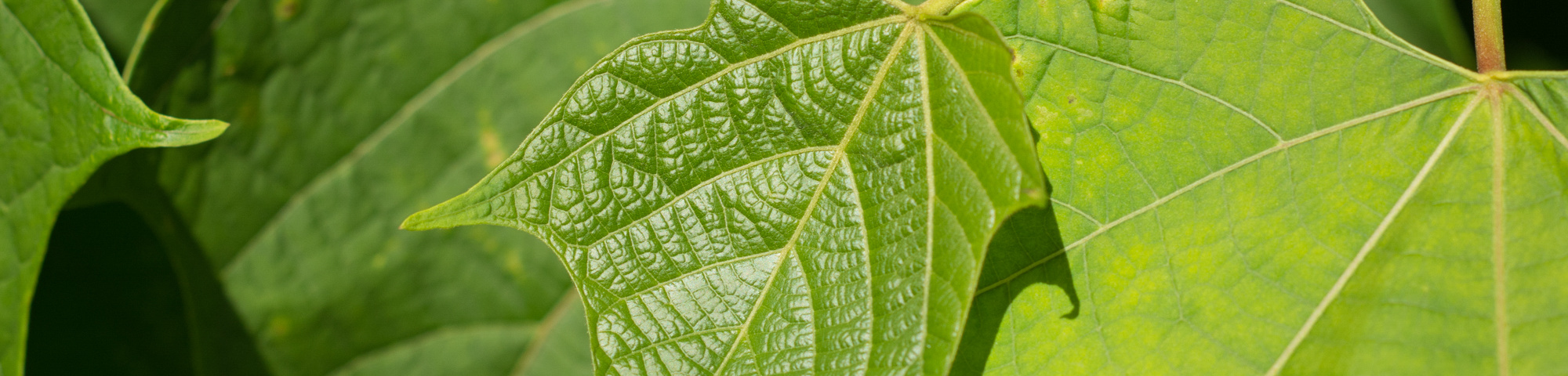 Alangium platanifolium
