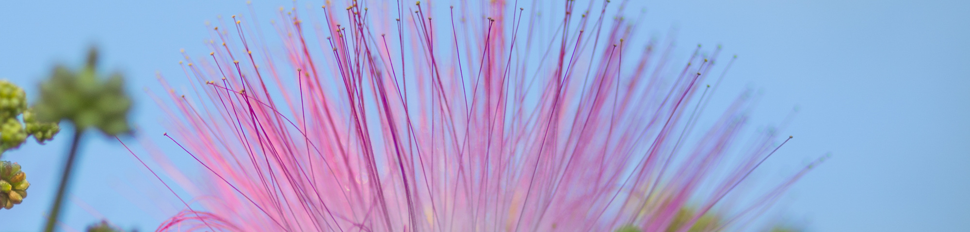 Albizia julibrissin 'Boubri'