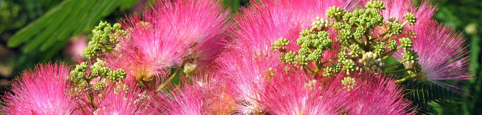 Albizia julibrissin