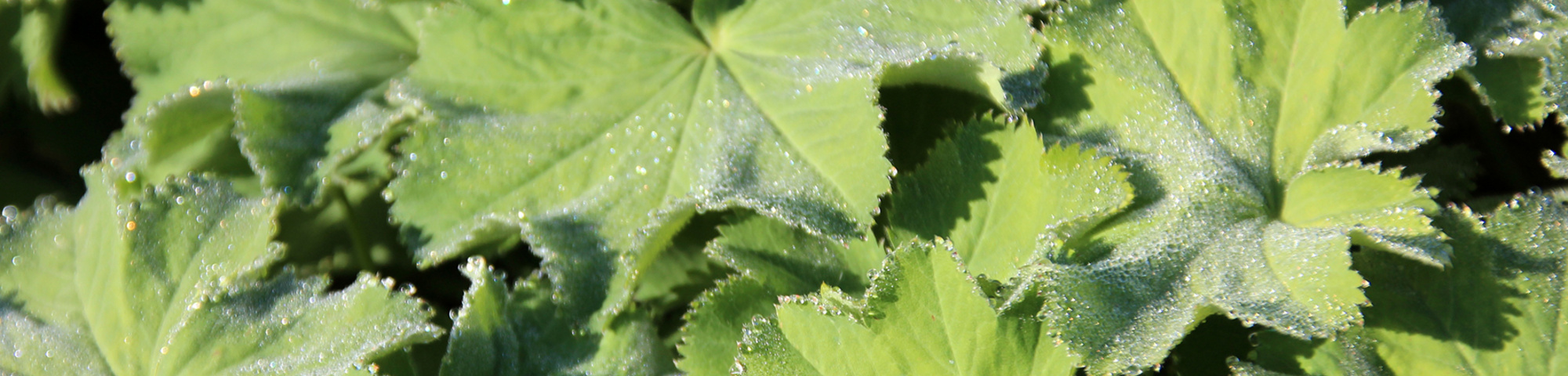 Alchemilla mollis