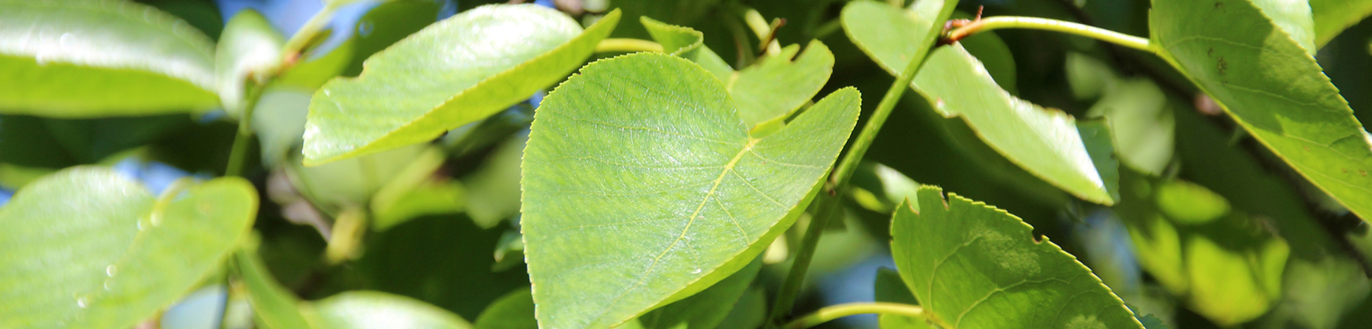 Alnus cordata