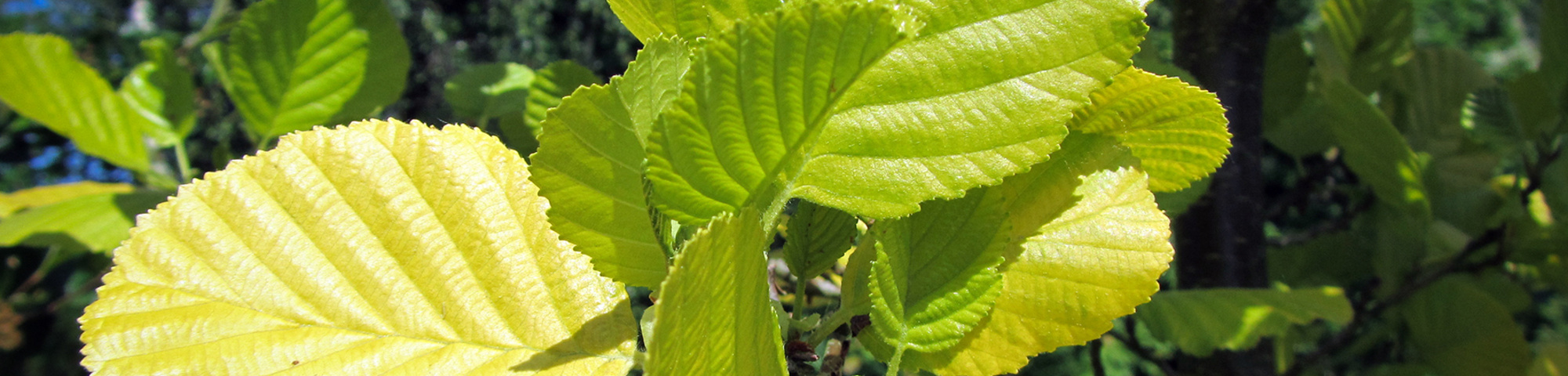 Alnus glutinosa 'Aurea'