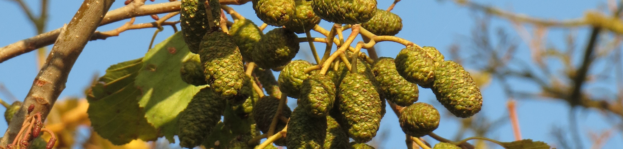 Alnus glutinosa