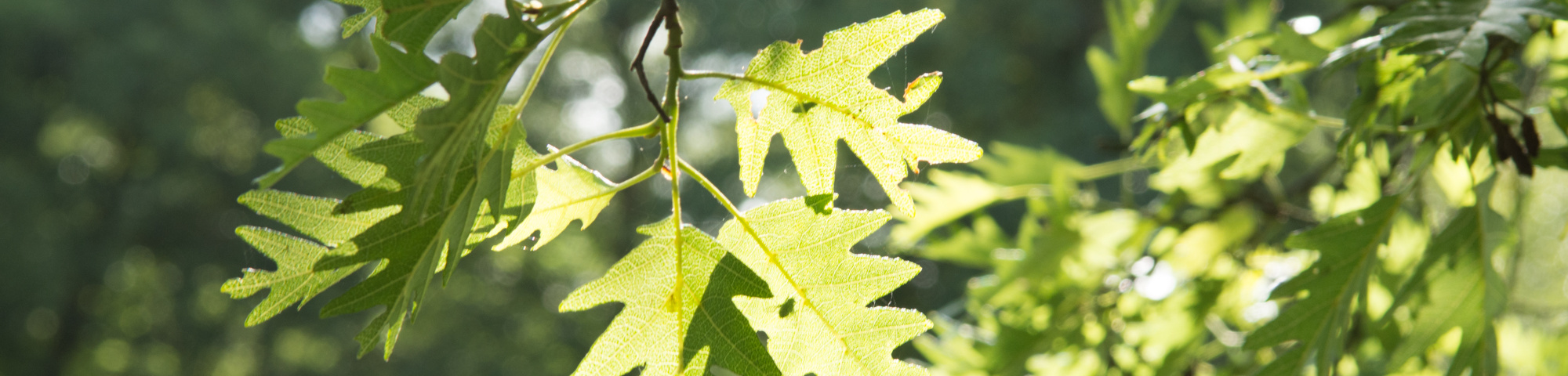 Alnus glutinosa 'Laciniata'