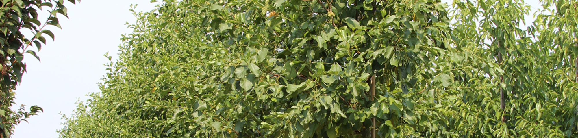Alnus glutinosa 'Pyramidalis'