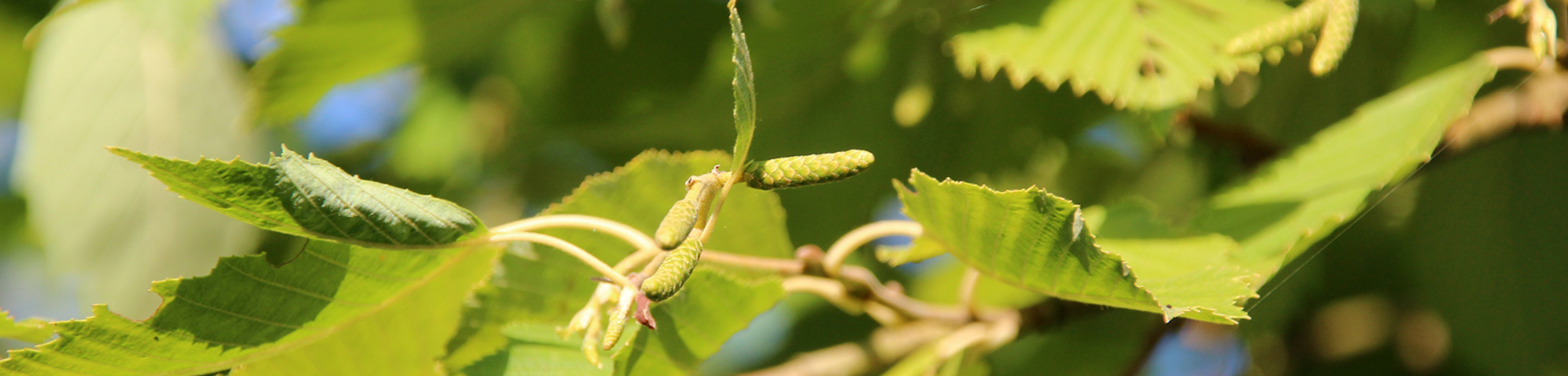 Alnus incana 'Aurea'