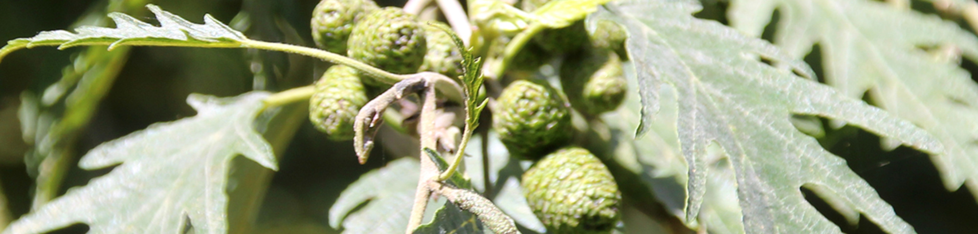 Alnus incana 'Laciniata'