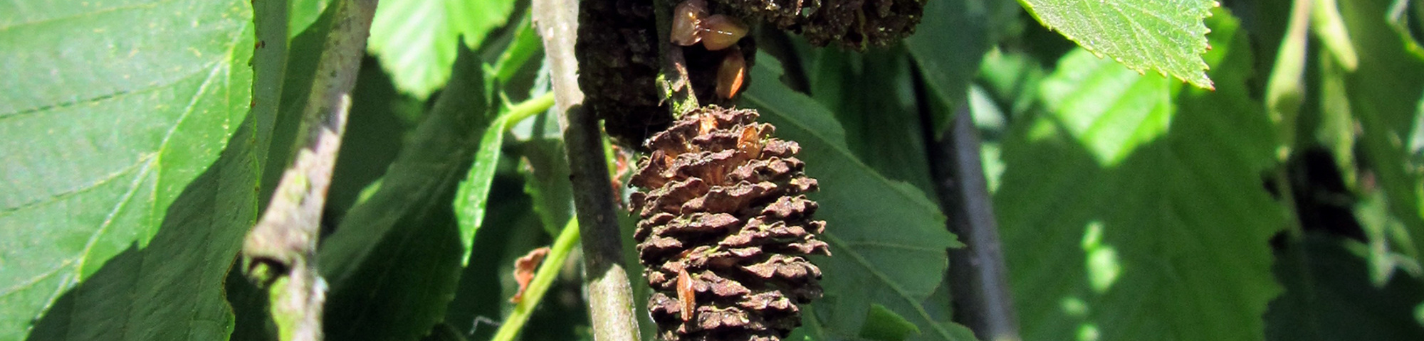 Alnus incana 'Pendula'