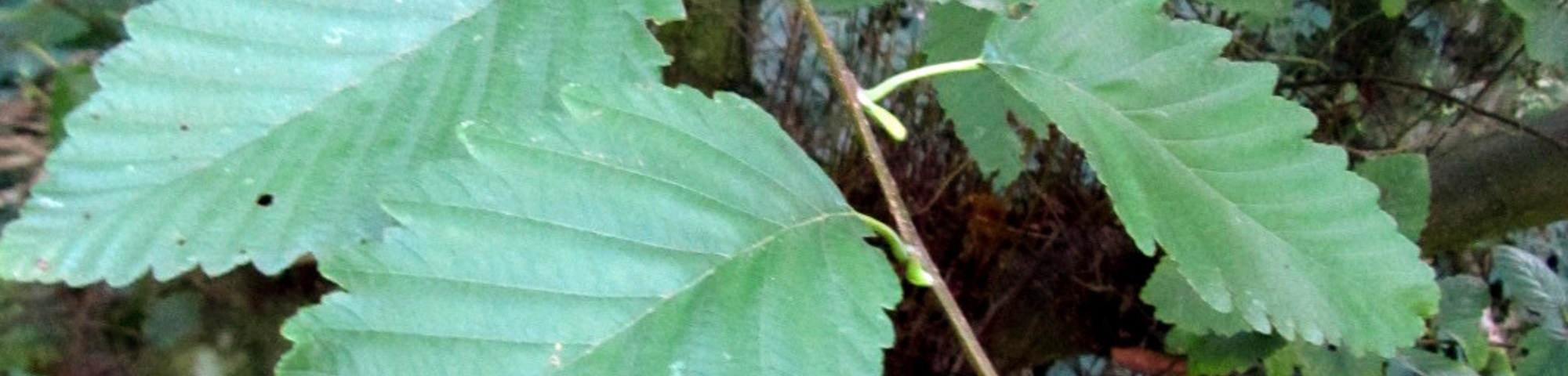 Alnus rubra