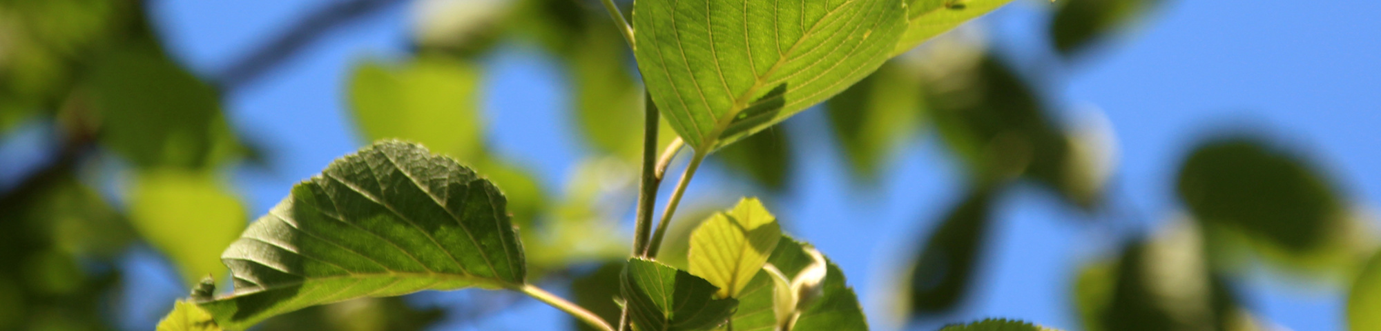Alnus 'Sipkes'