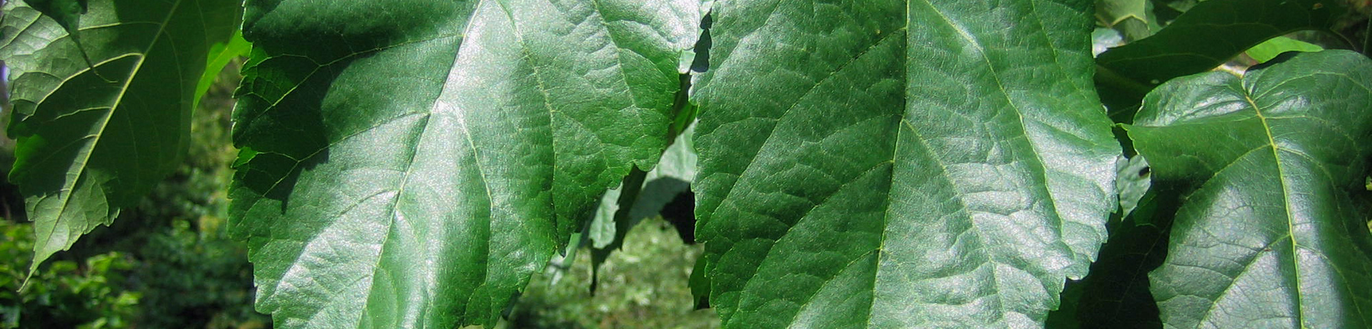 Alnus subcordata