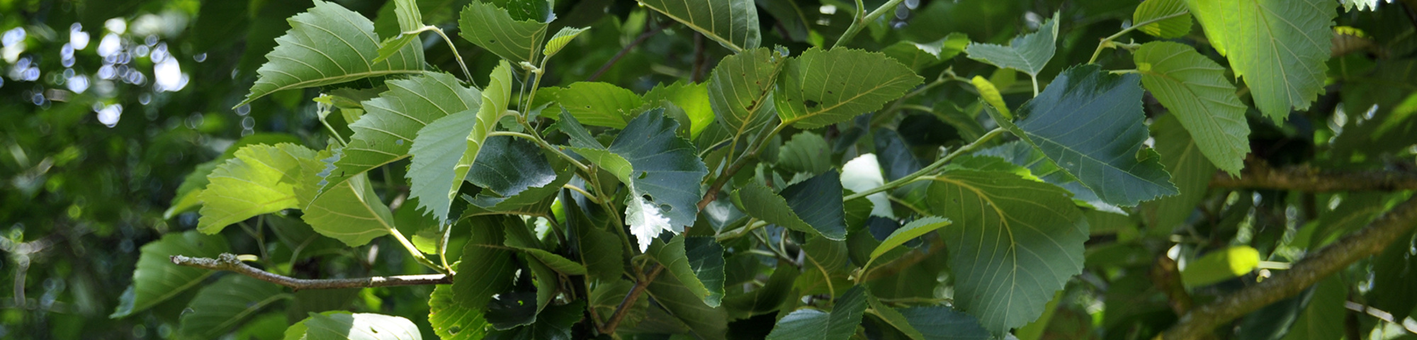 Alnus subcordata 'Oberon'