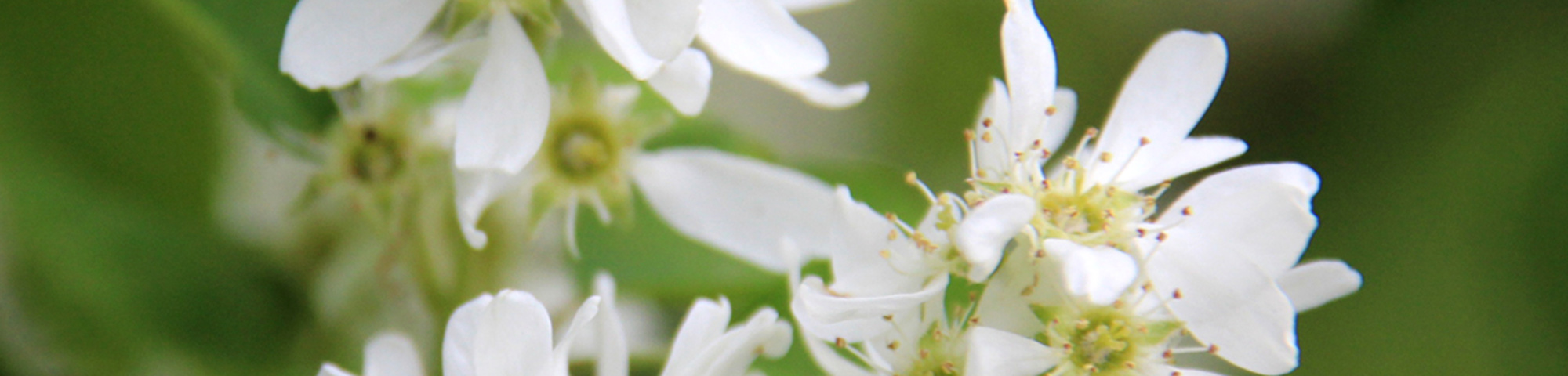 Amelanchier alnifolia 'Obelisk'