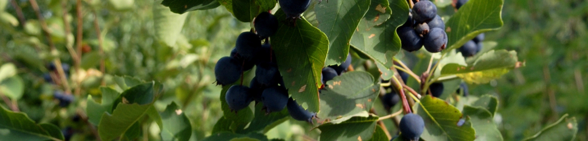 Amelanchier alnifolia 'Smoky'