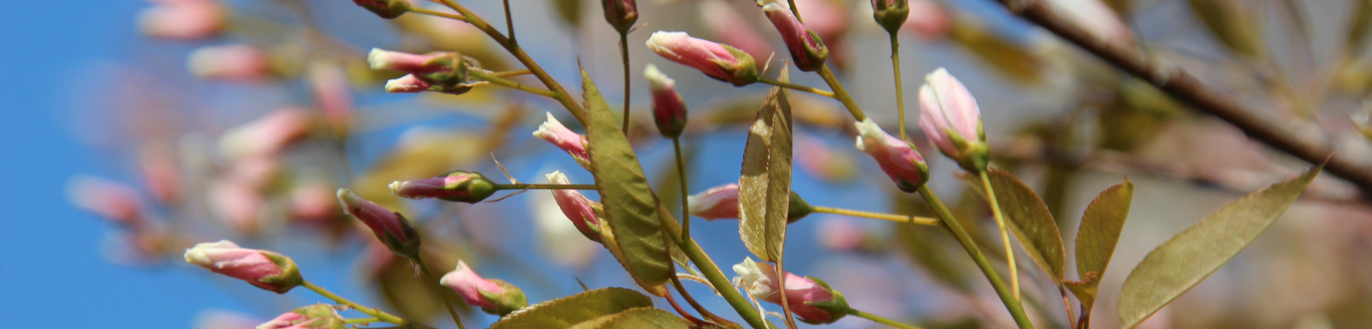 Amelanchier arborea 'Robin Hill'