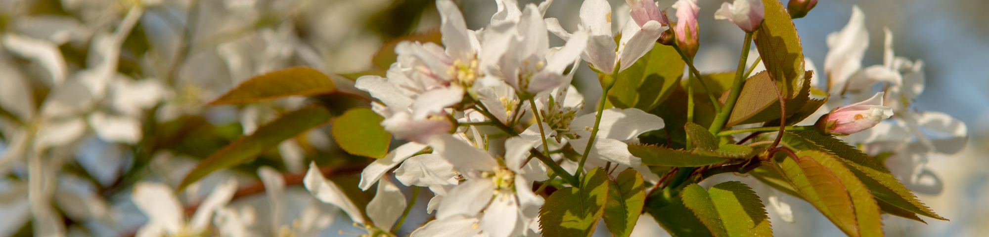 Amelanchier 'Ballerina'