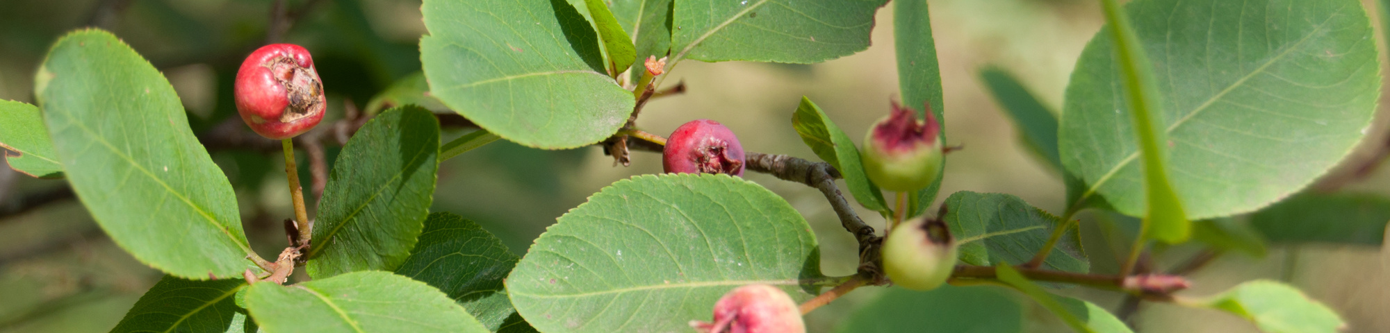 Amelanchier bartramiana