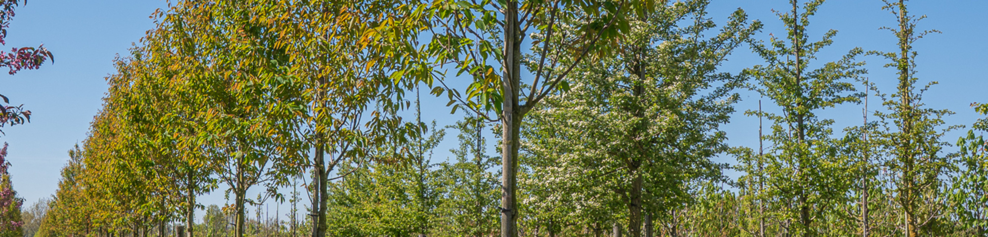 Amelanchier laevis 'R.J. Hilton'