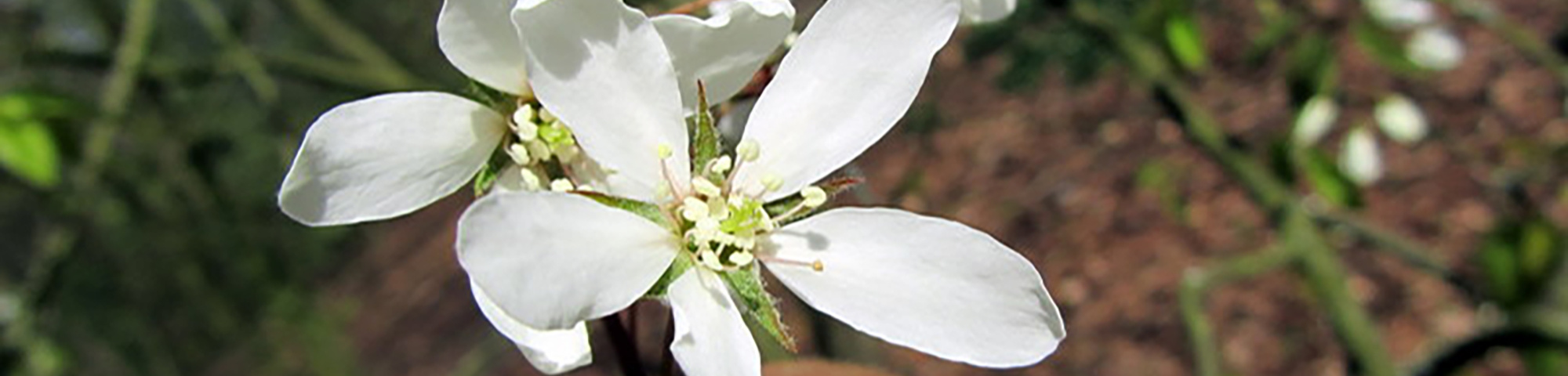 Amelanchier laevis 'Snowflakes'