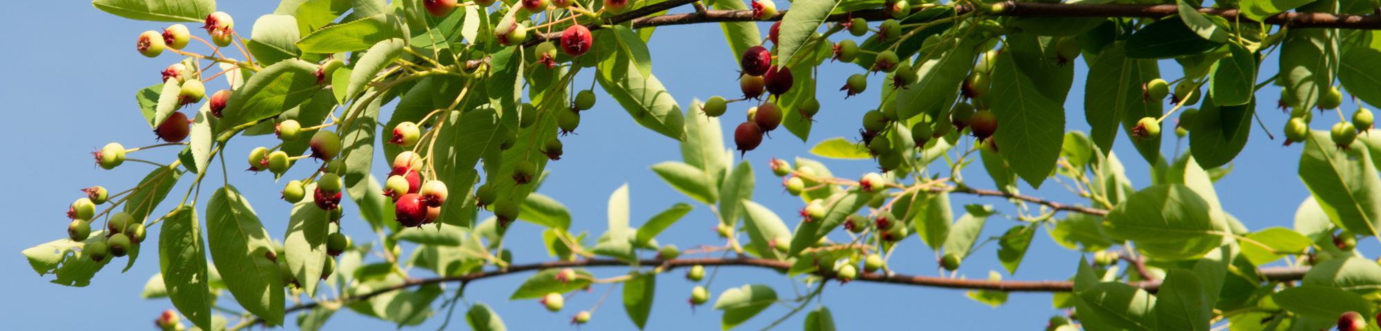 Amelanchier lamarckii