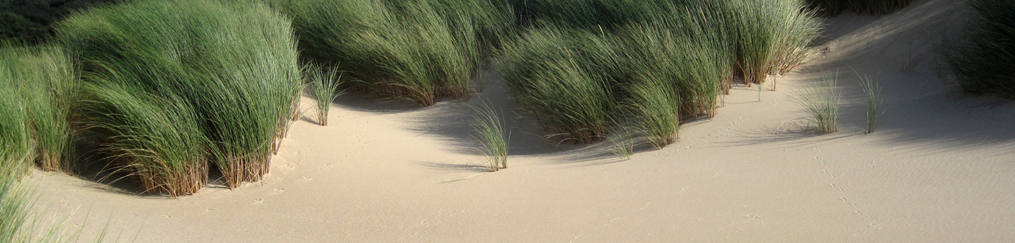 Ammophila arenaria