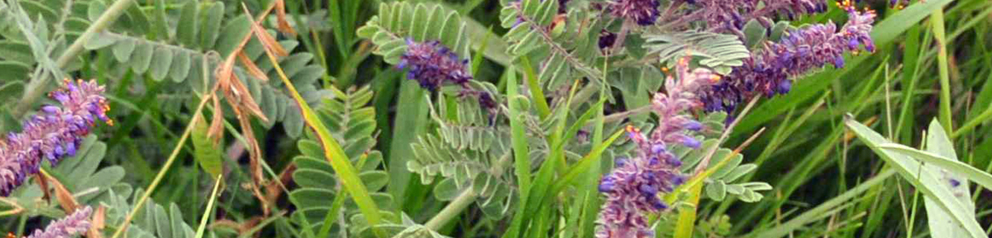 Amorpha canescens