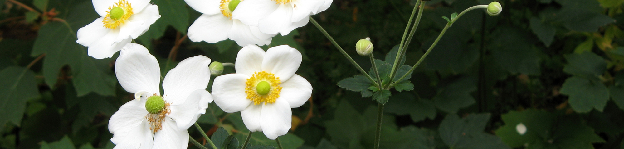 Anemone x hybrida 'Honorine Jobert'