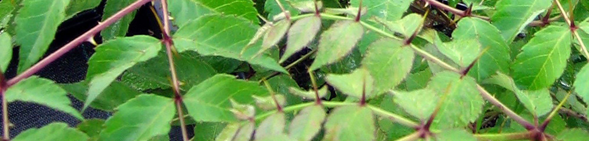 Aralia chinensis