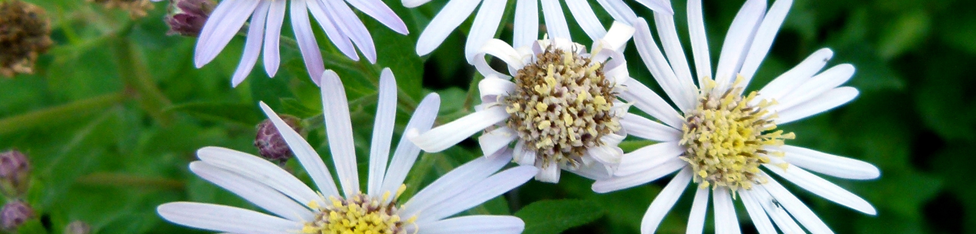 Aster ageratoides 'Ashvi'