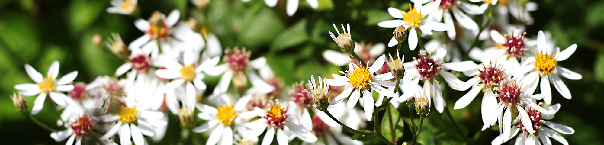 Aster divaricatus