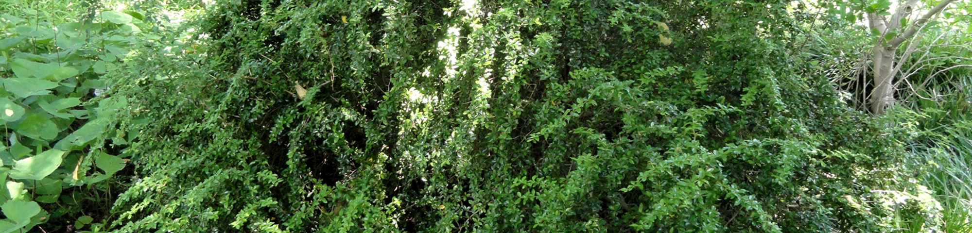 Berberis gagnepainii