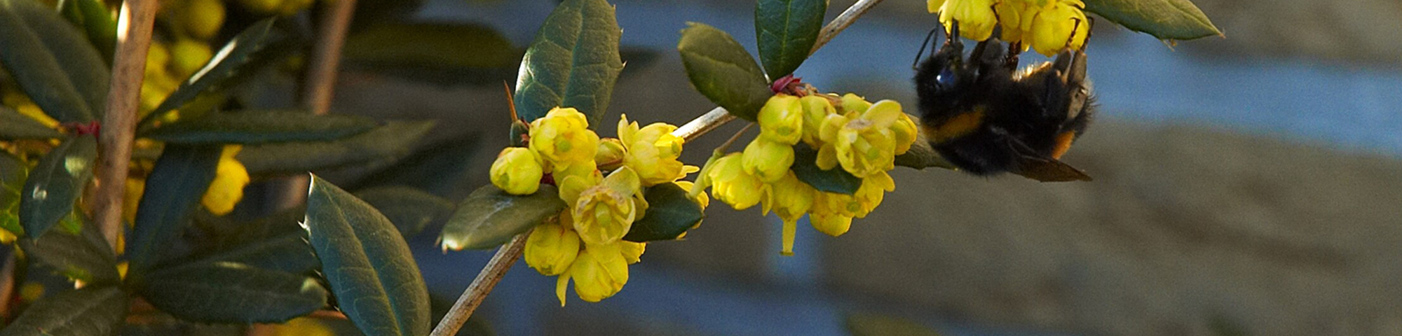 Berberis julianae