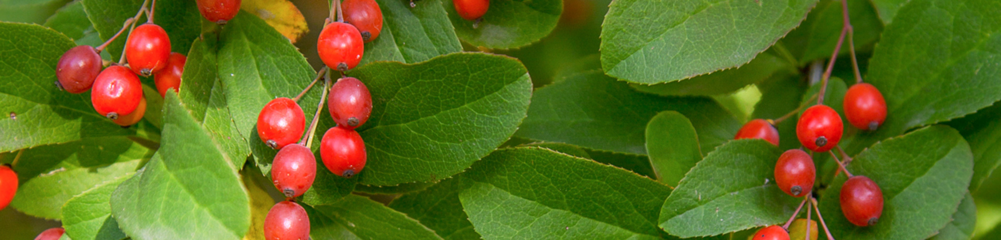 Berberis koreana
