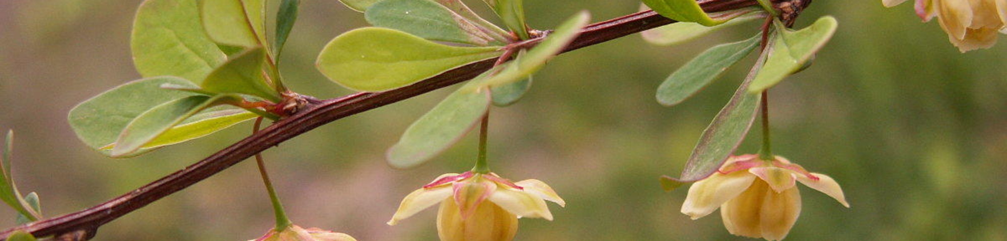 Berberis thunbergii