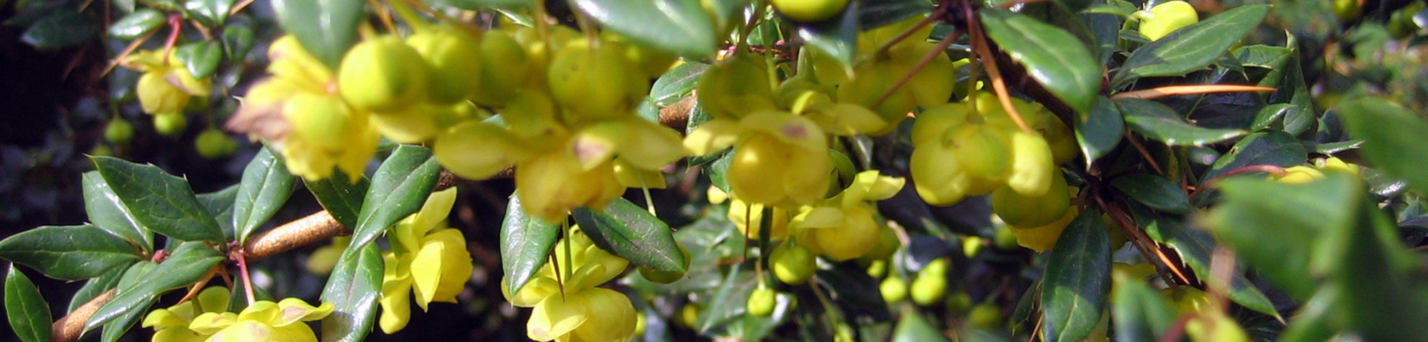 Berberis verruculosa