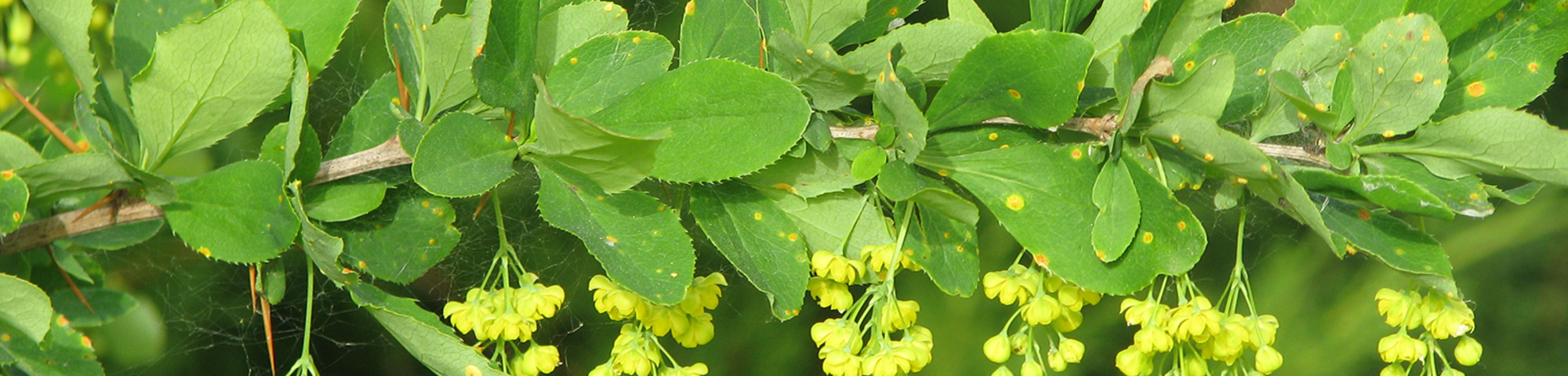 Berberis vulgaris