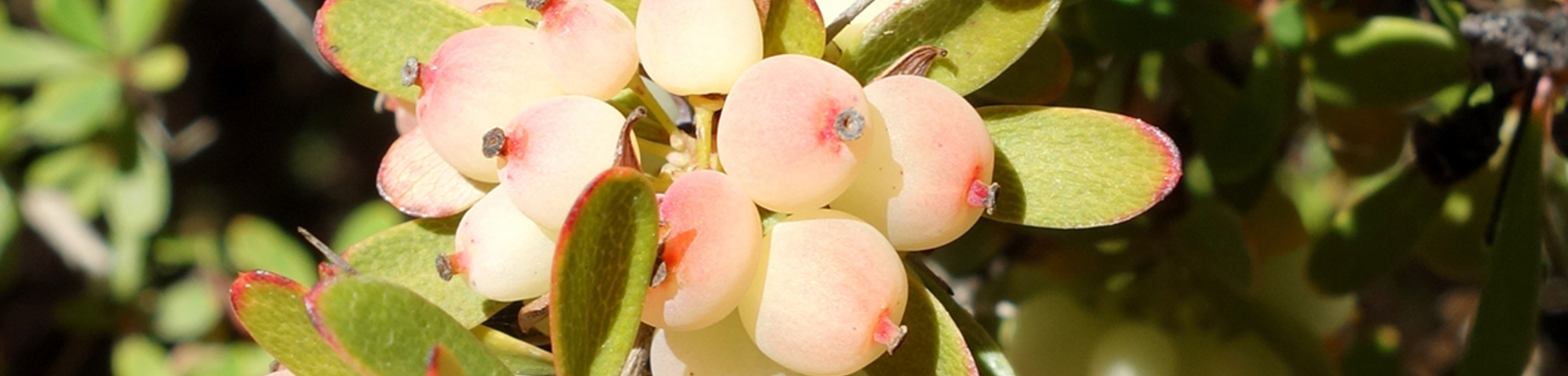 Berberis wilsoniae