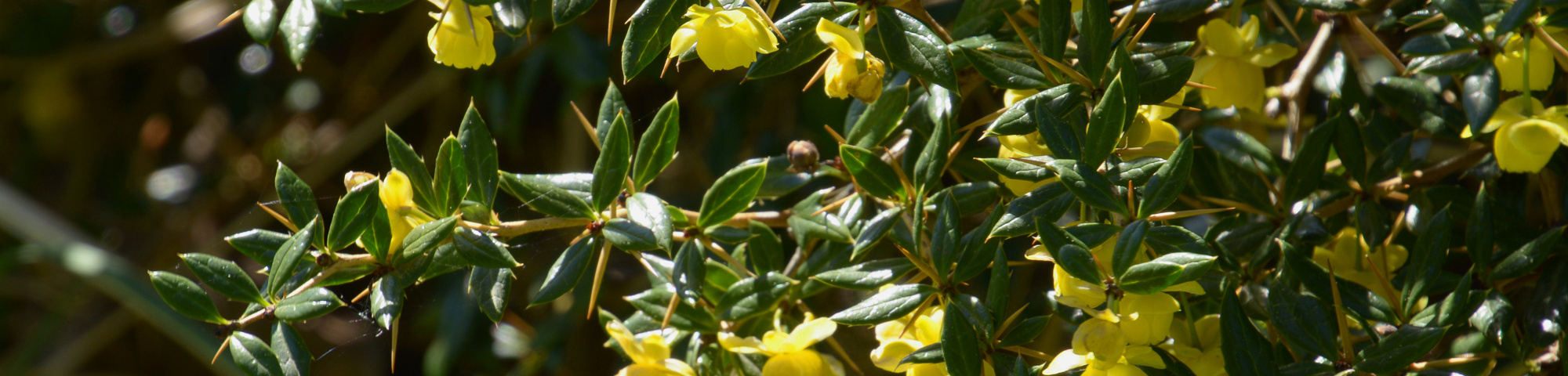 Berberis x frikartii 'Verrucandi'