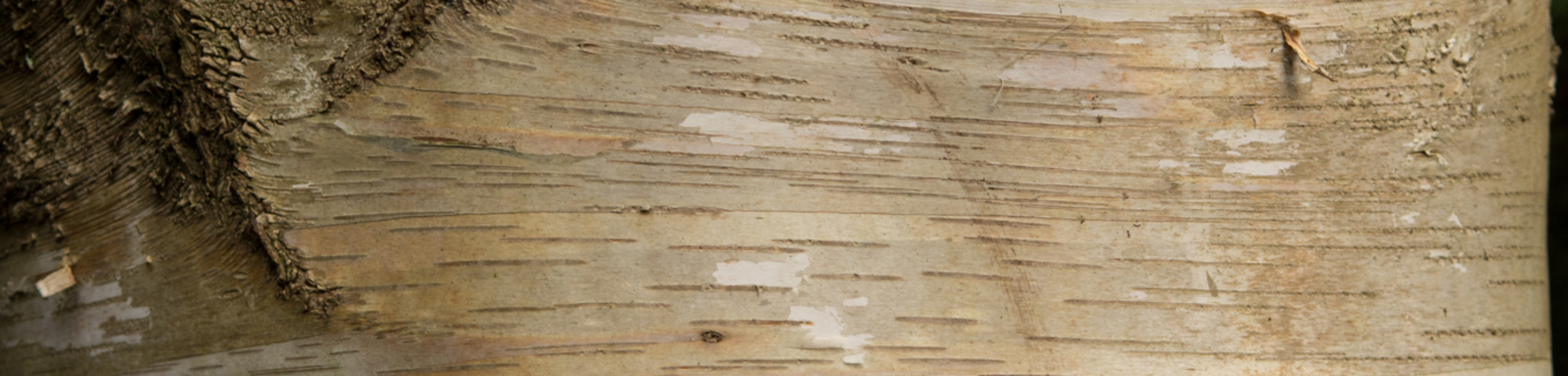 Betula utilis subsp. albosinensis