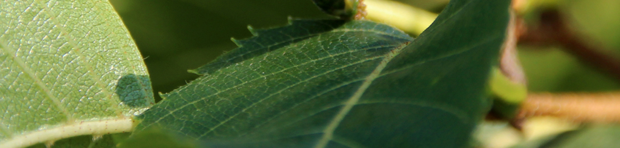 Betula ermanii 'Blush'