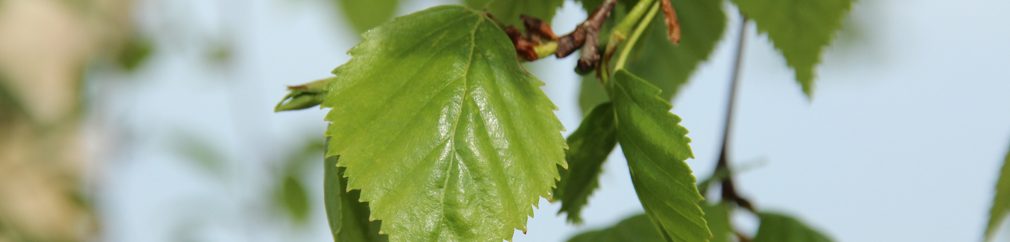 Betula ermanii